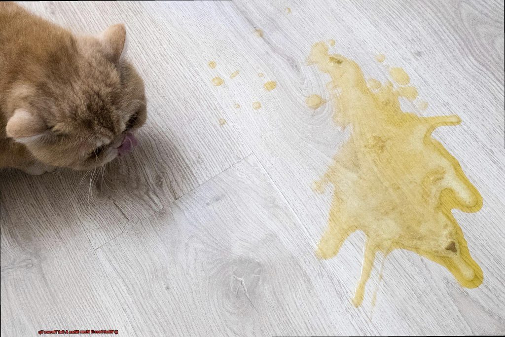 What Does It Mean When A Cat Throws Up?