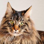 About Maine Coon cat