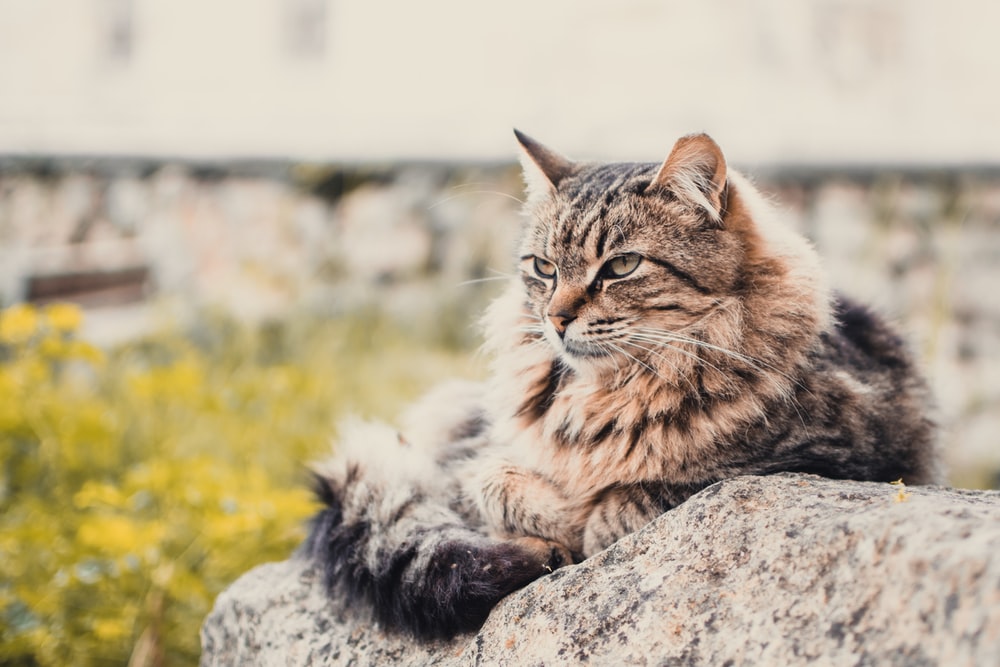 Brown Maine Coon