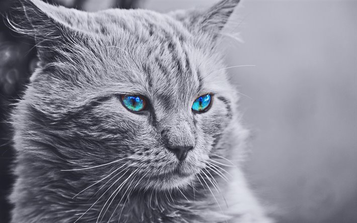 Can Maine Coon Cats Have Blue Eyes