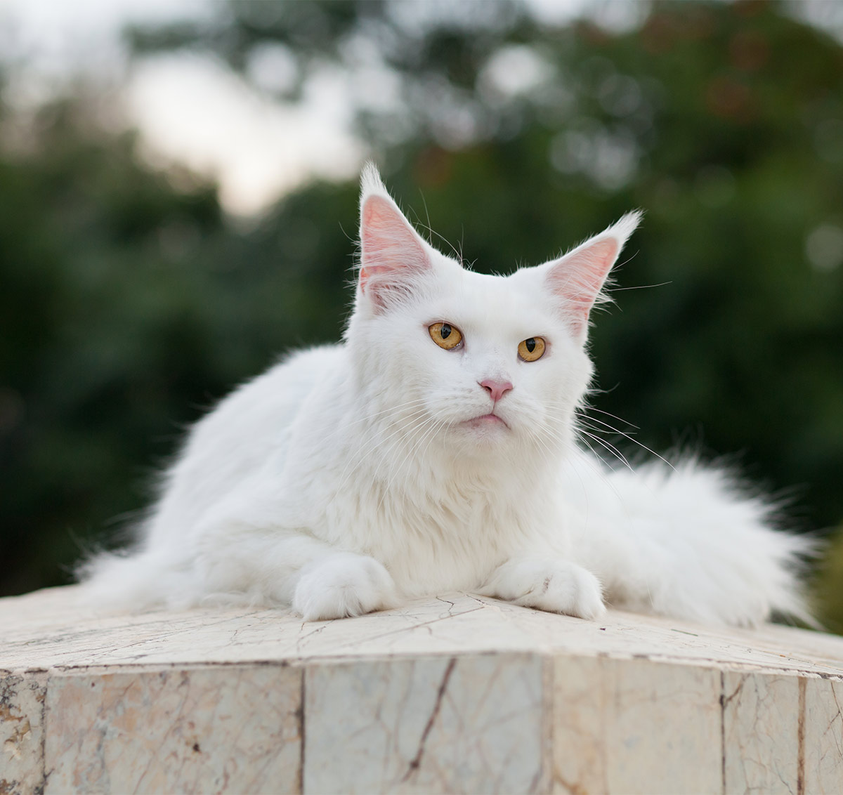 Can Maine Coon Cats Really Be White?