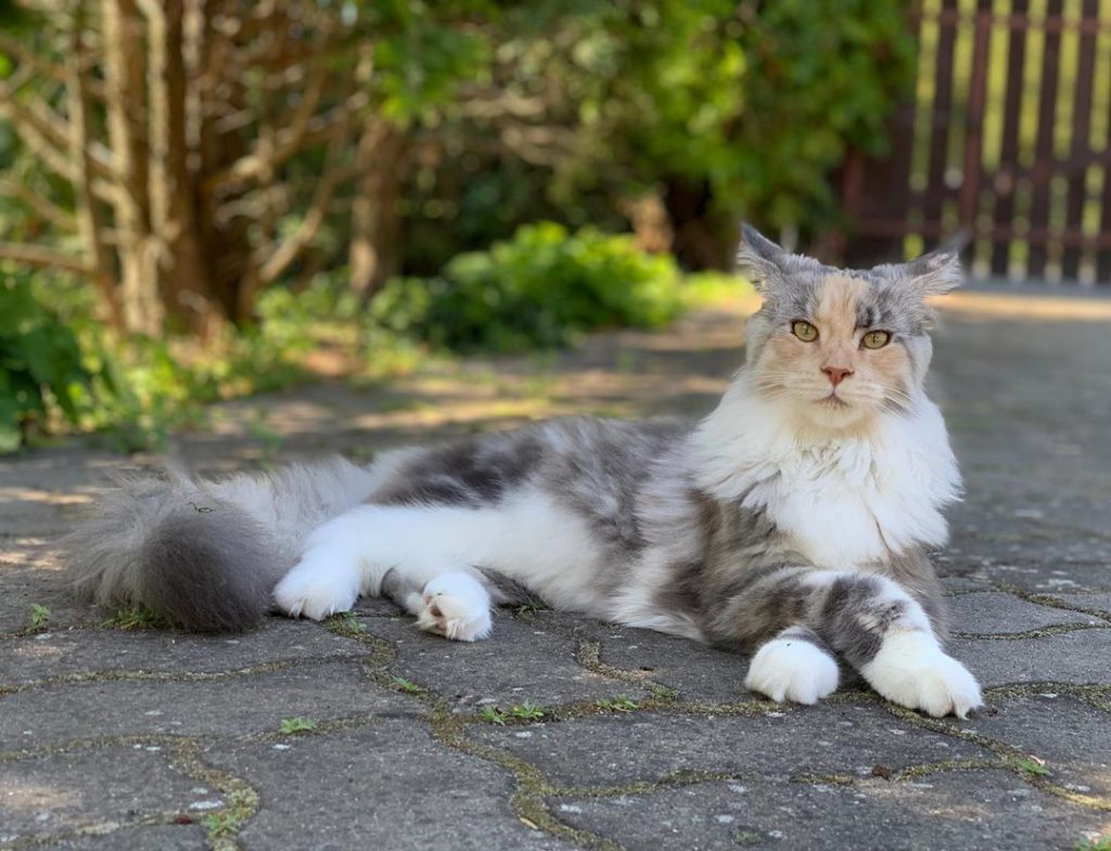 Do Maine Coons Have Big Paws?