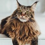 Do Maine Coons Have Oily Fur?