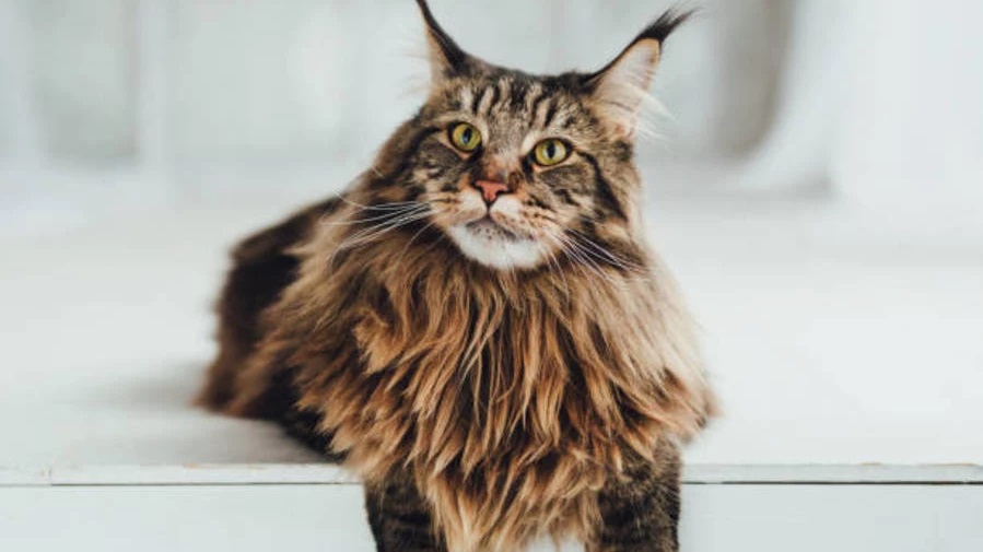 Do Maine Coons Have Oily Fur?