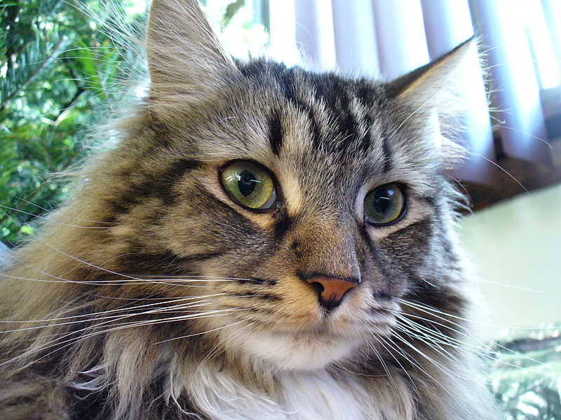 How Much Do Tabby Maine Coon Cats Cost?