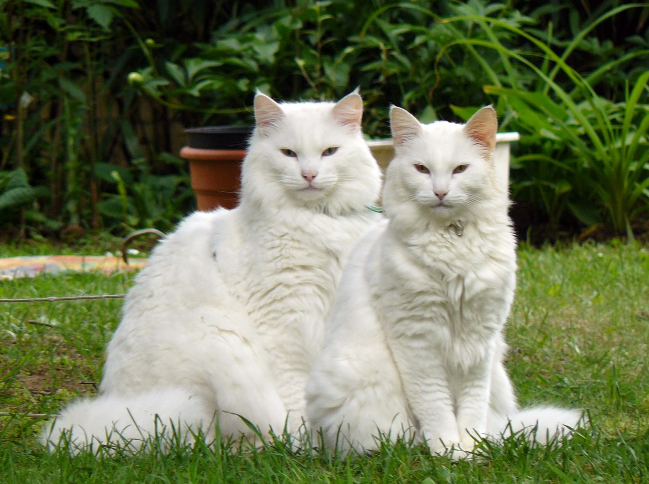 How to Care For A White Maine Coon Cat