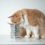 How to schedule Maine Coon feeding?