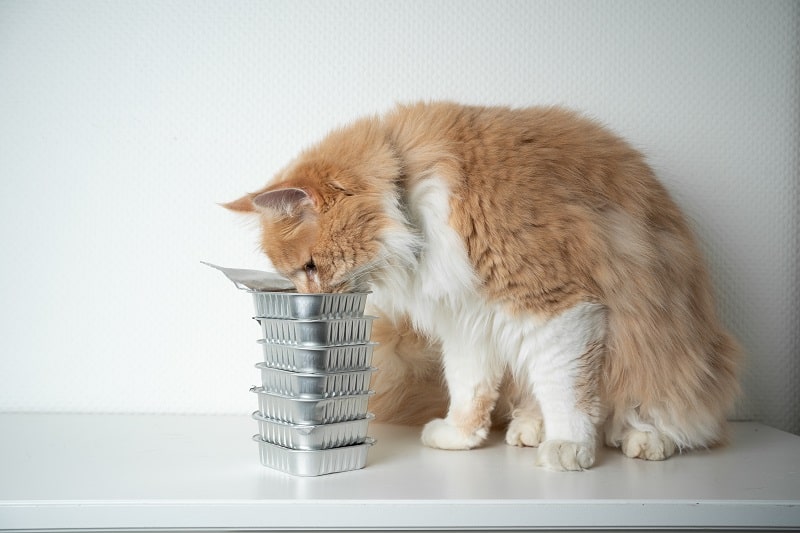How to schedule Maine Coon feeding?