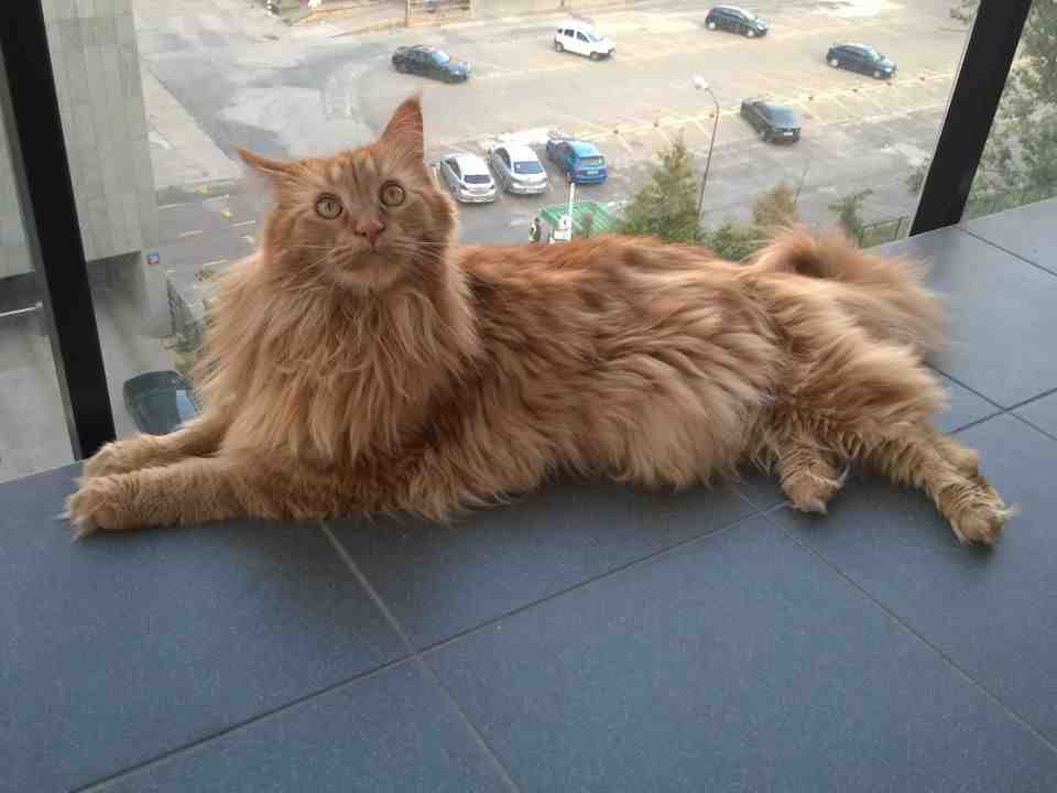 Largest Maine Coon Cat