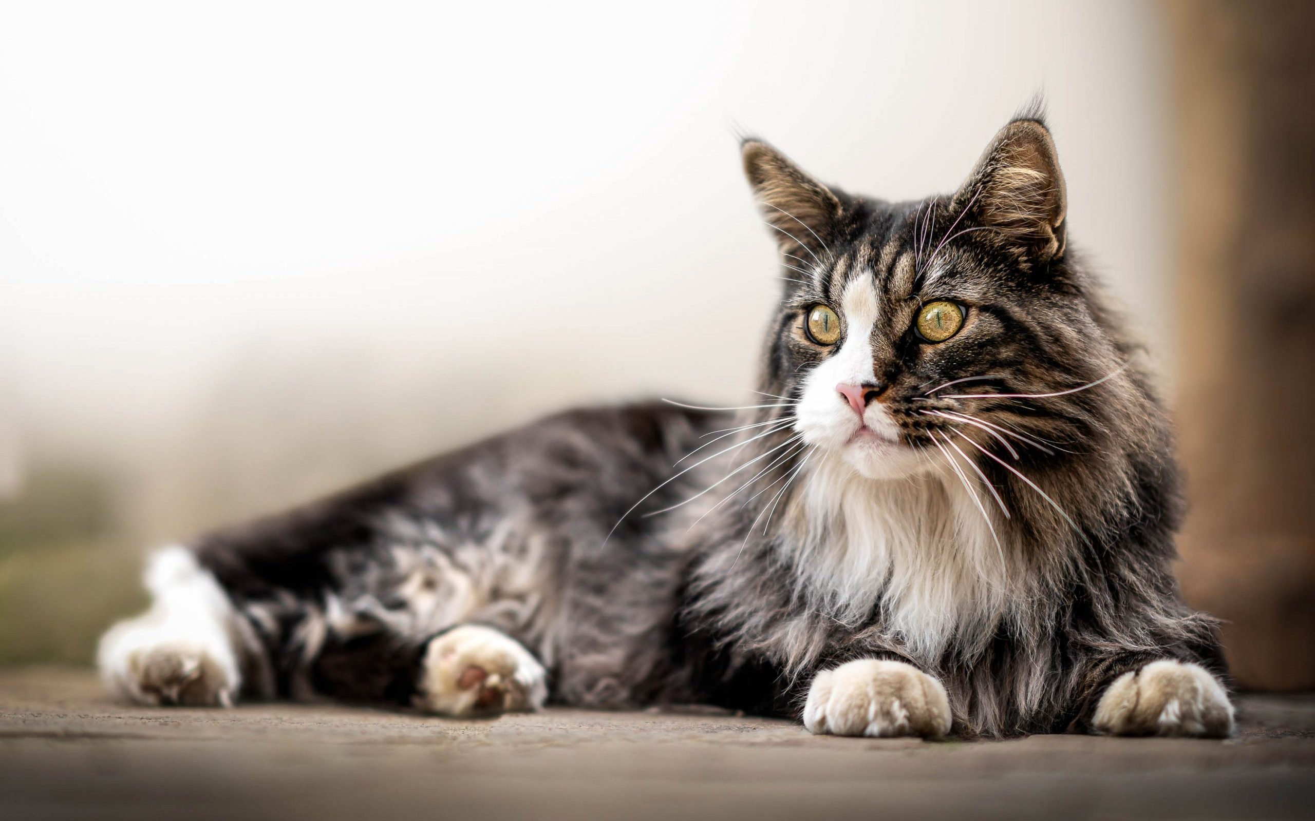 Maine Coon Behavioral Problems