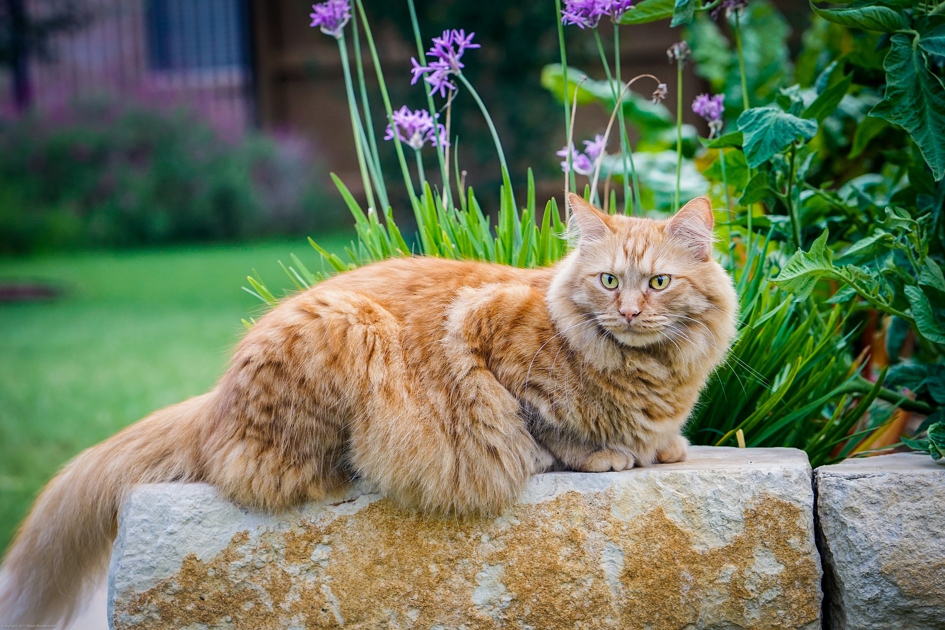 Maine Coon Life Expectancy