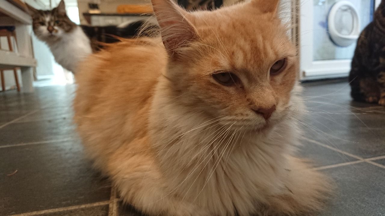 Maine Coon Shaved