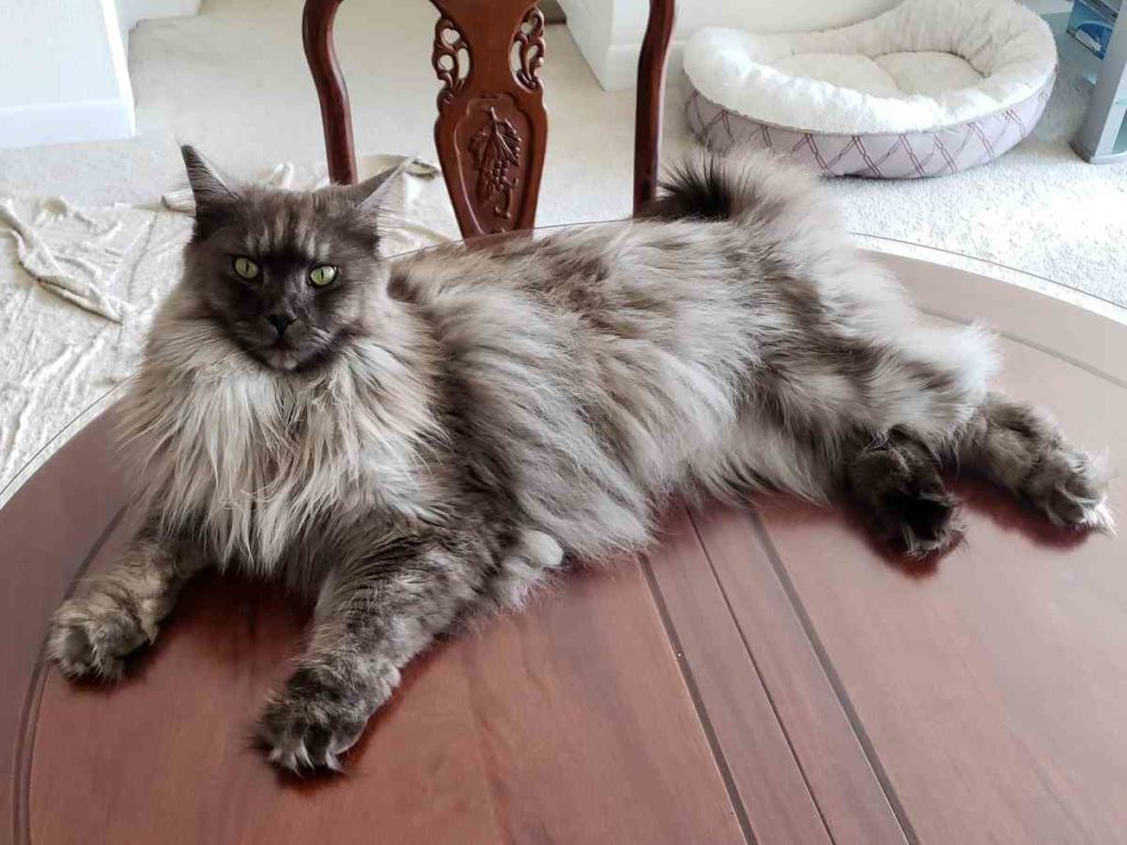Maine Coon Size