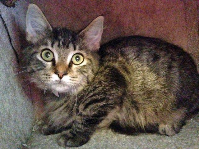 Maine Coon Tabby Mix Size