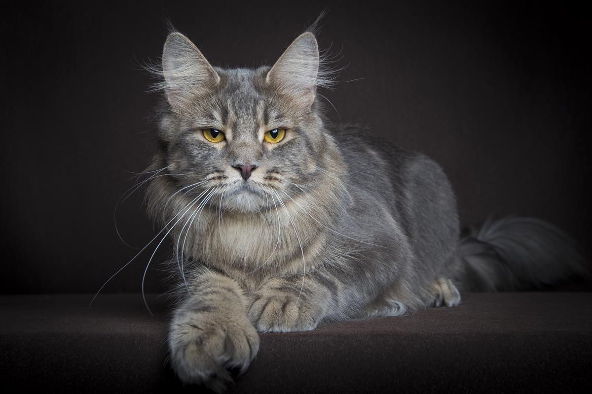Maine Coon Temperament