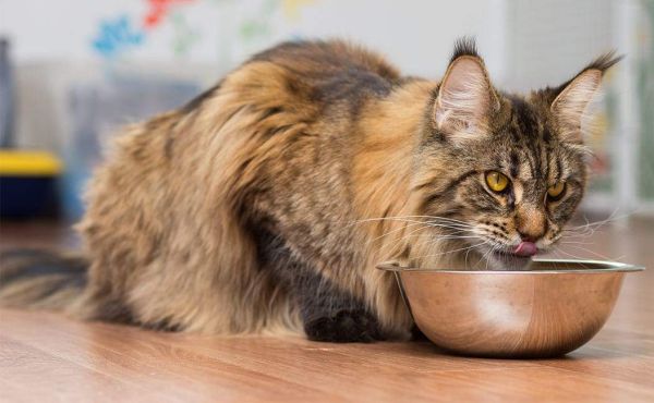 Maine Coon eating habits