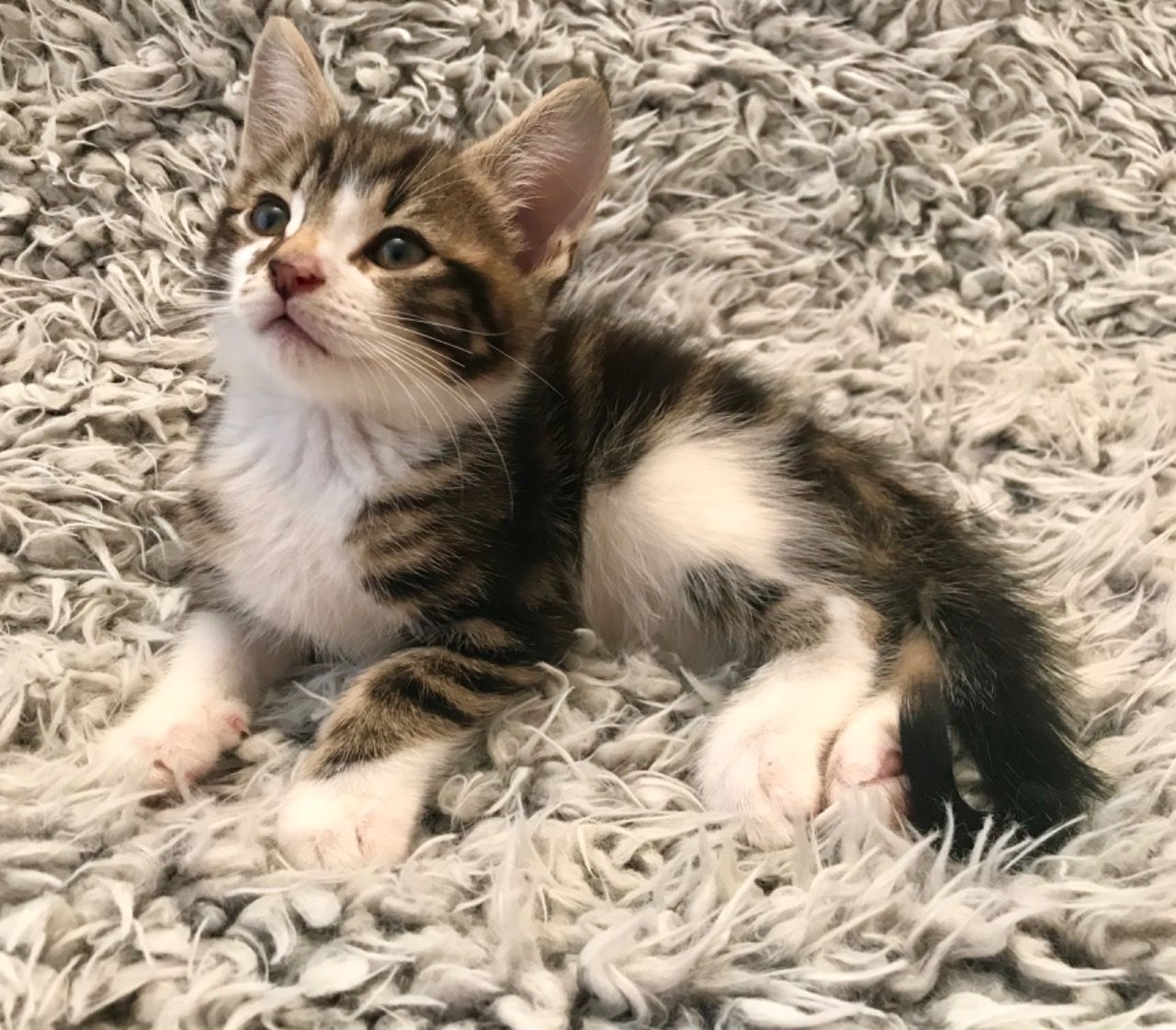Maine Coon vs. Tabby Cats