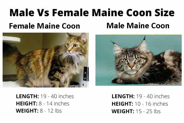 Male vs. Female Maine Coon Size