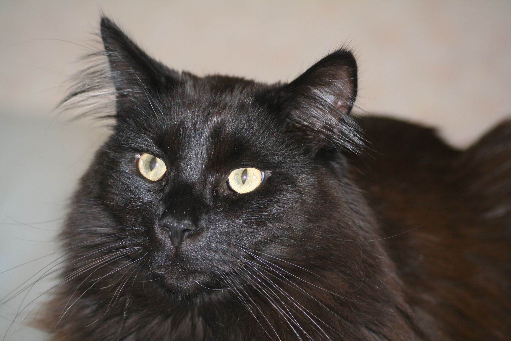 Types Of Black Maine Coon Cats