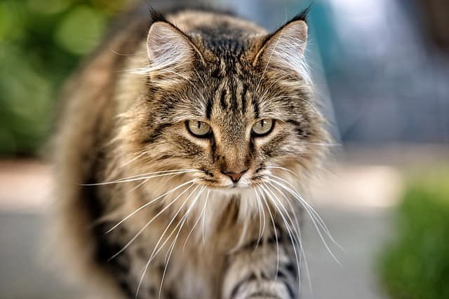 What Affects A Maine Coon’s Life Expectancy?