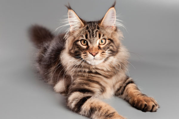 What Color Are Maine Coon Ear Tufts?