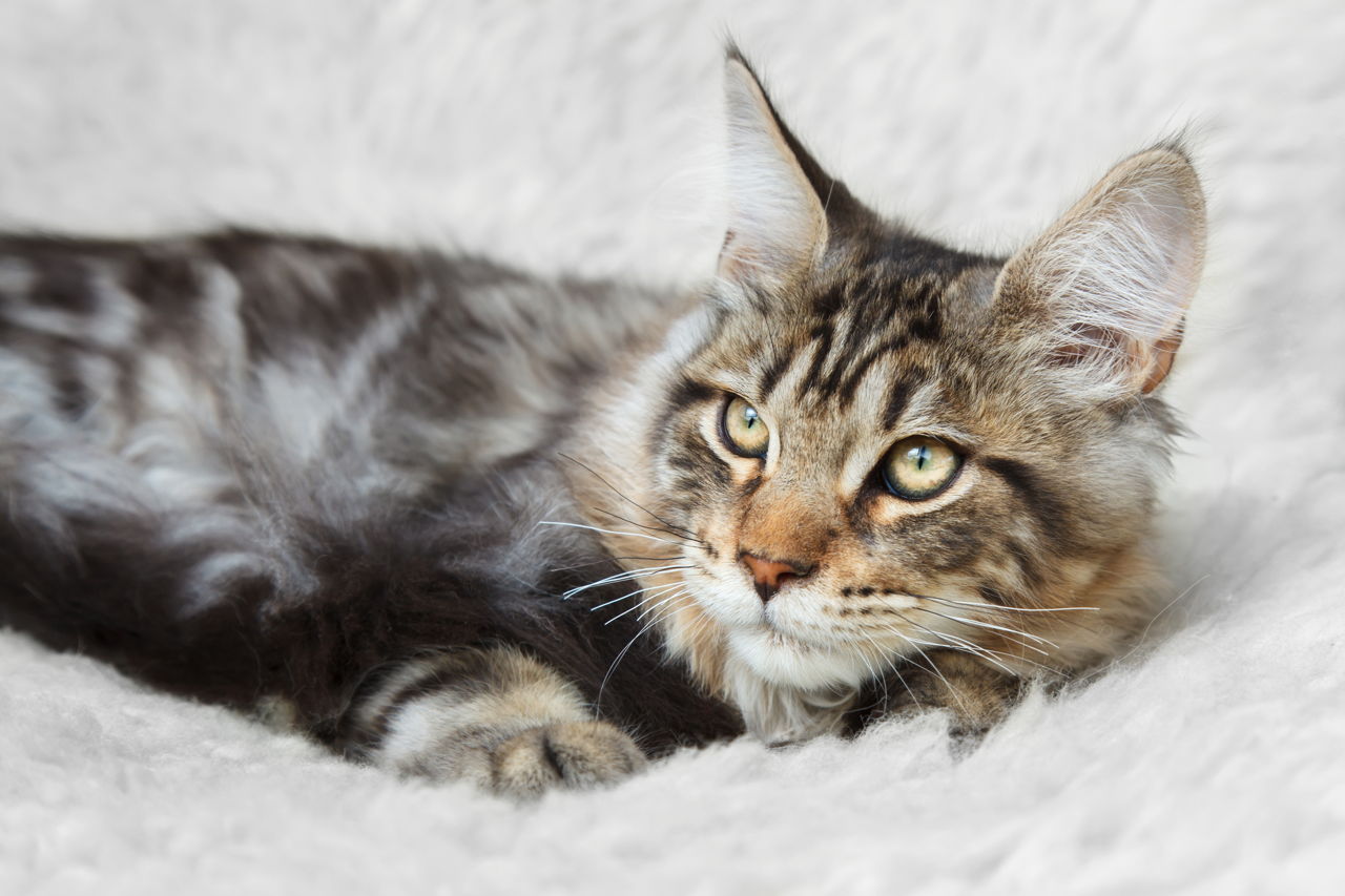 What Is the Difference Between A Maine Coon Cat and A Tabby Cat?