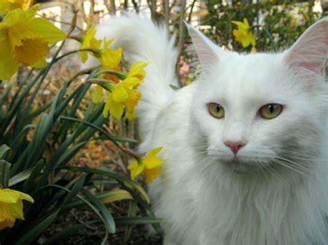 Where To Buy A White Maine Coon Cat