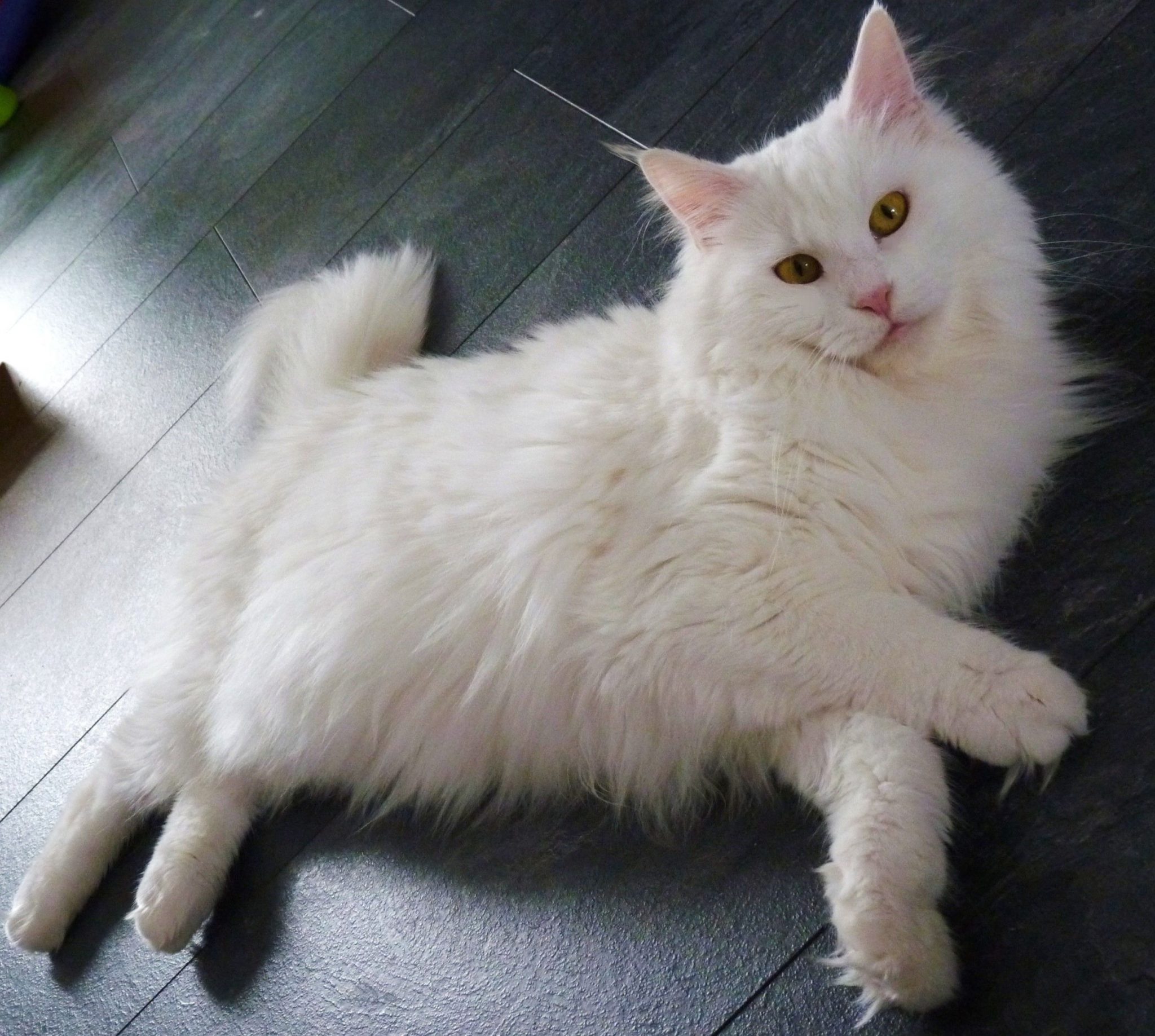 White Maine Coon Cat