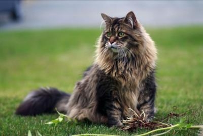 Why Do Maine Coon Cats Cry At Night?