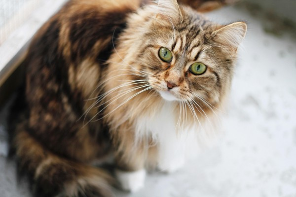 Why Do Maine Coons Need Their Fur Not A Lion Cut