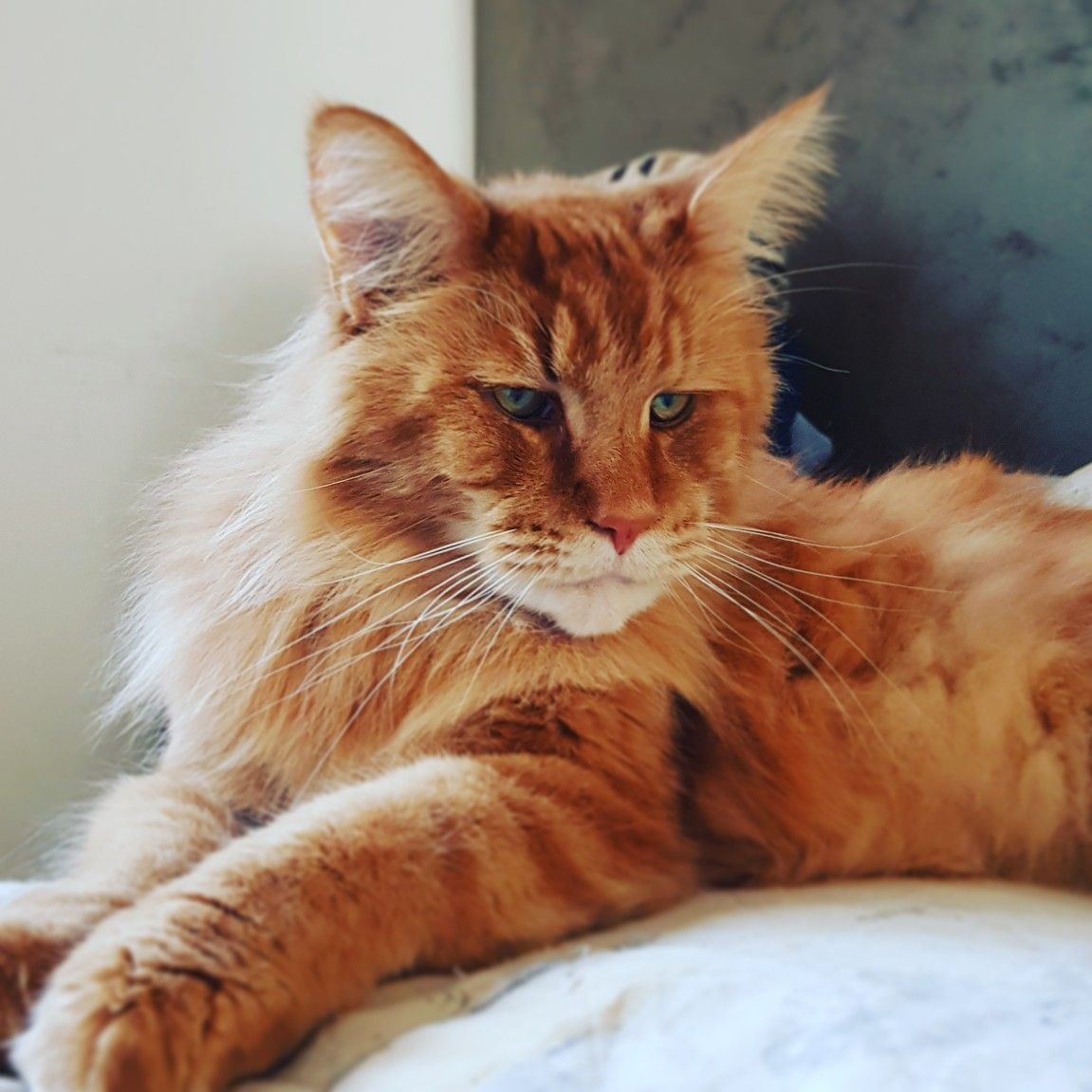 short hair maine coon
