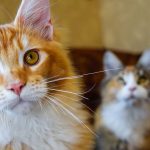 Are Orange Maine Coon Cats Rare?