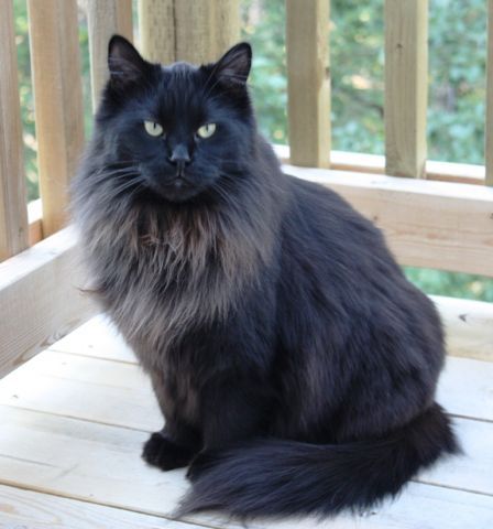 Are Smoke Maine Coons Rare?