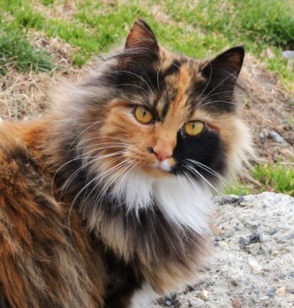 Calico Maine Coon Price