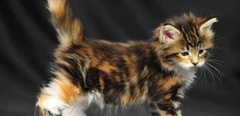 Calico Maine Coon