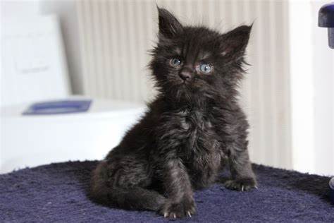 Common Variants Of The Smoke Color Maine Coons