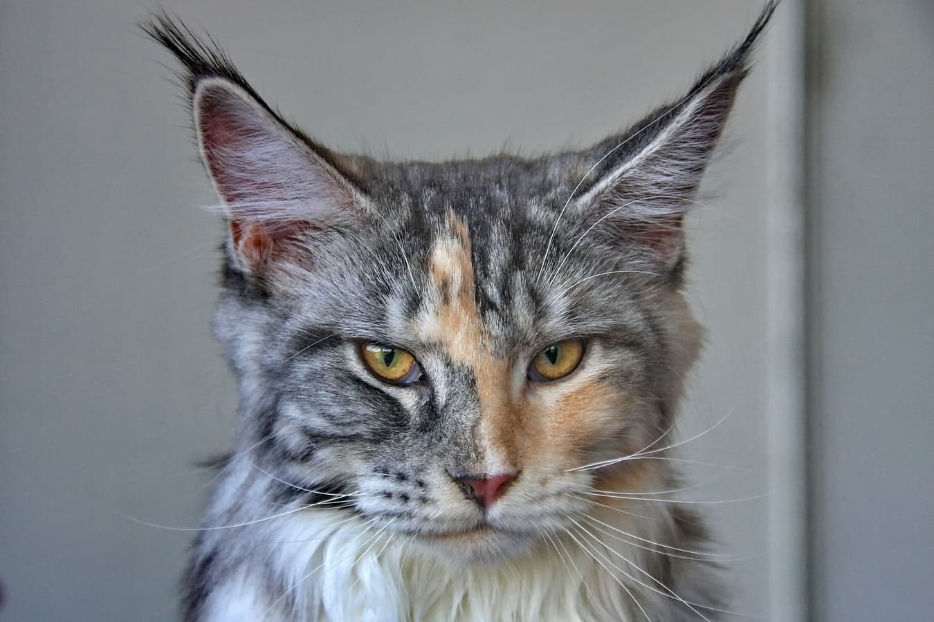 Cost Of Owning A Maine Coon