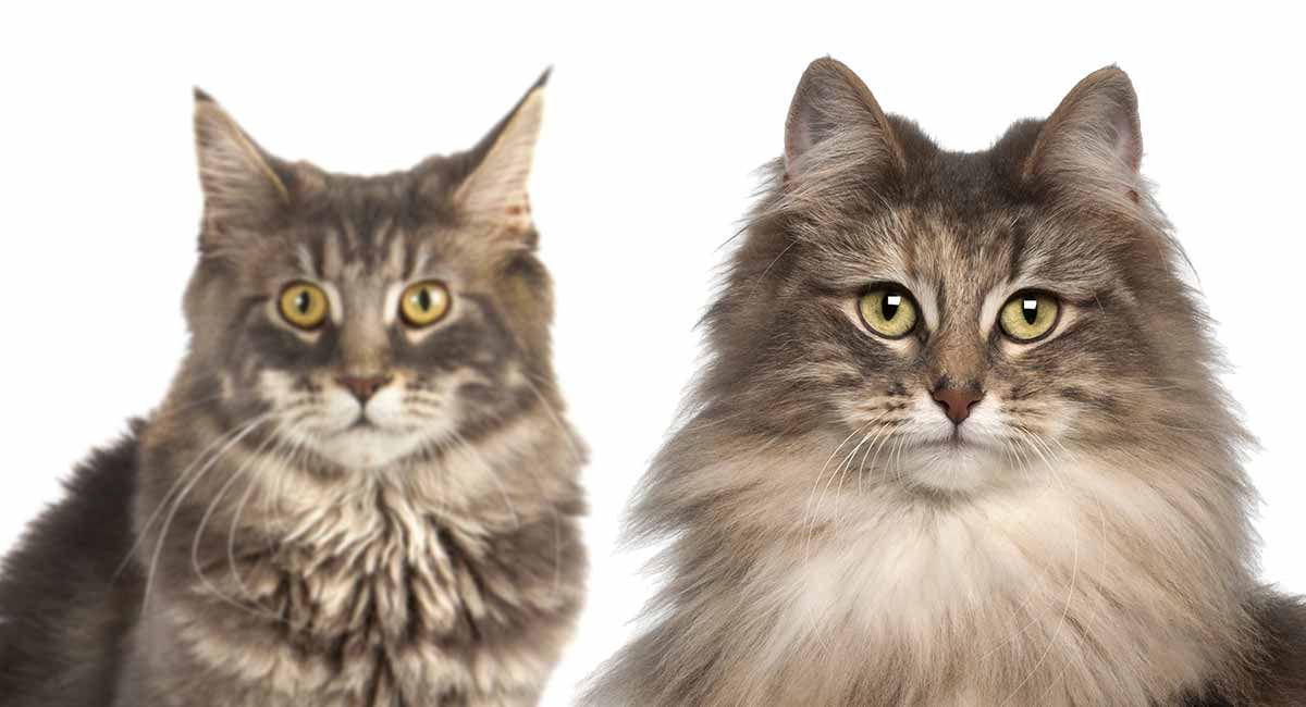 Differences Between The Domestic Longhair Vs. Maine Coon