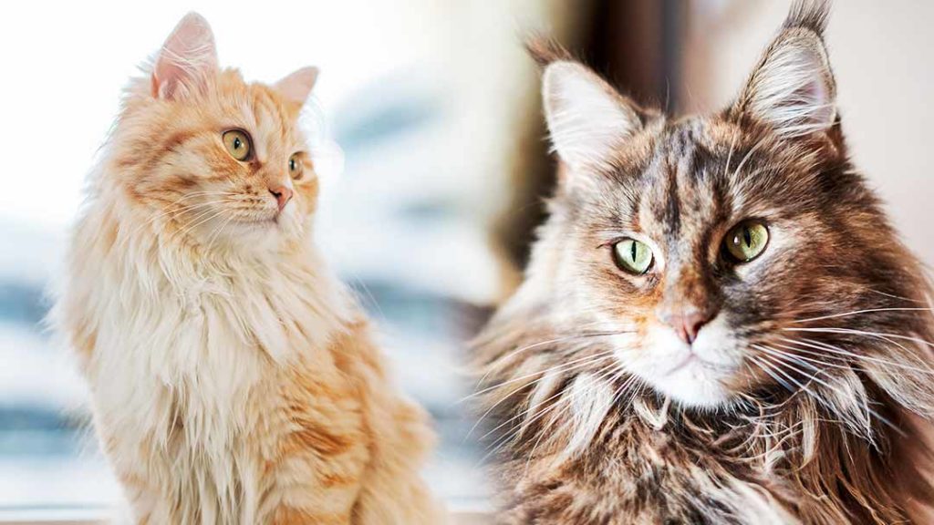 Domestic Longhair Cat Vs Maine Coon