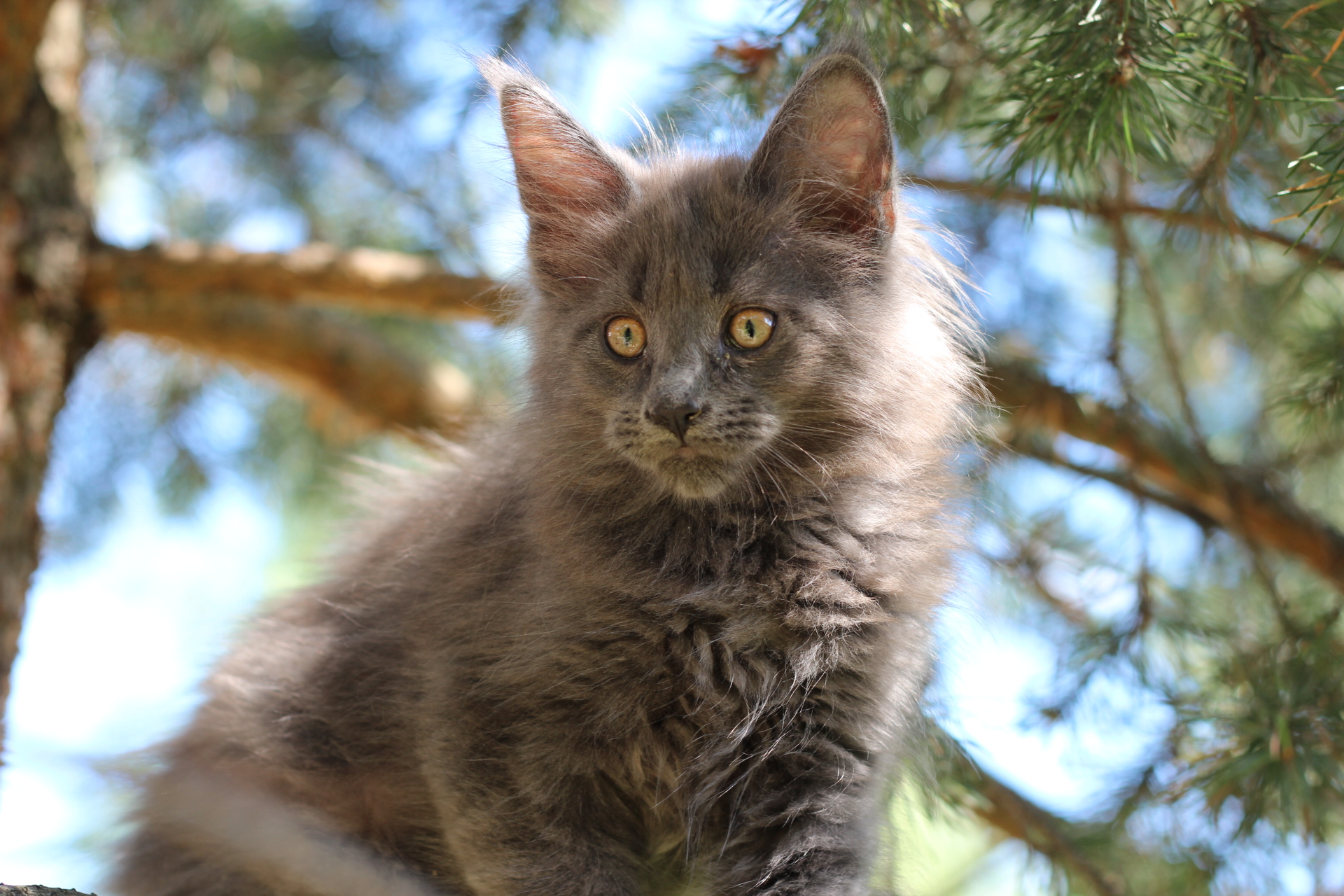 Maine Coon gris