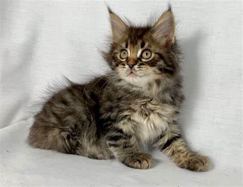 Health Issues Of Maine Coon Bengal Mix