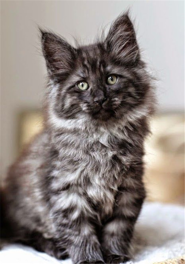 How To Identify Grey Maine Coons