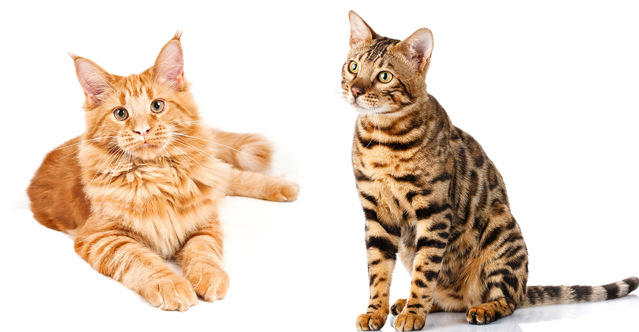 Maine Coon Bengal Mix