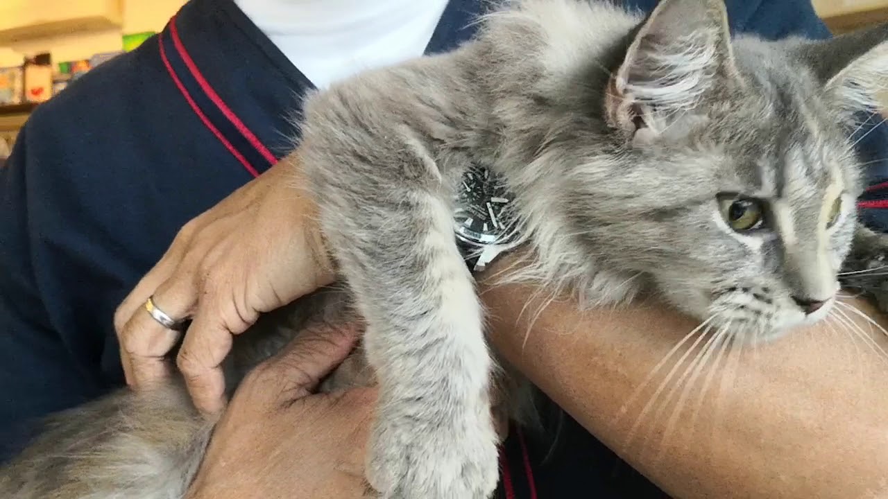 Maine Coon Chirping