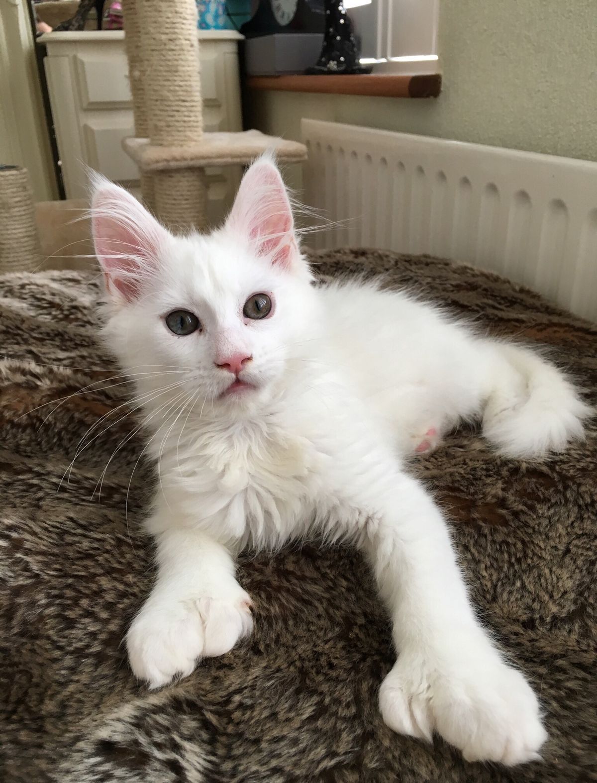 Polydactyl Maine Coon Price