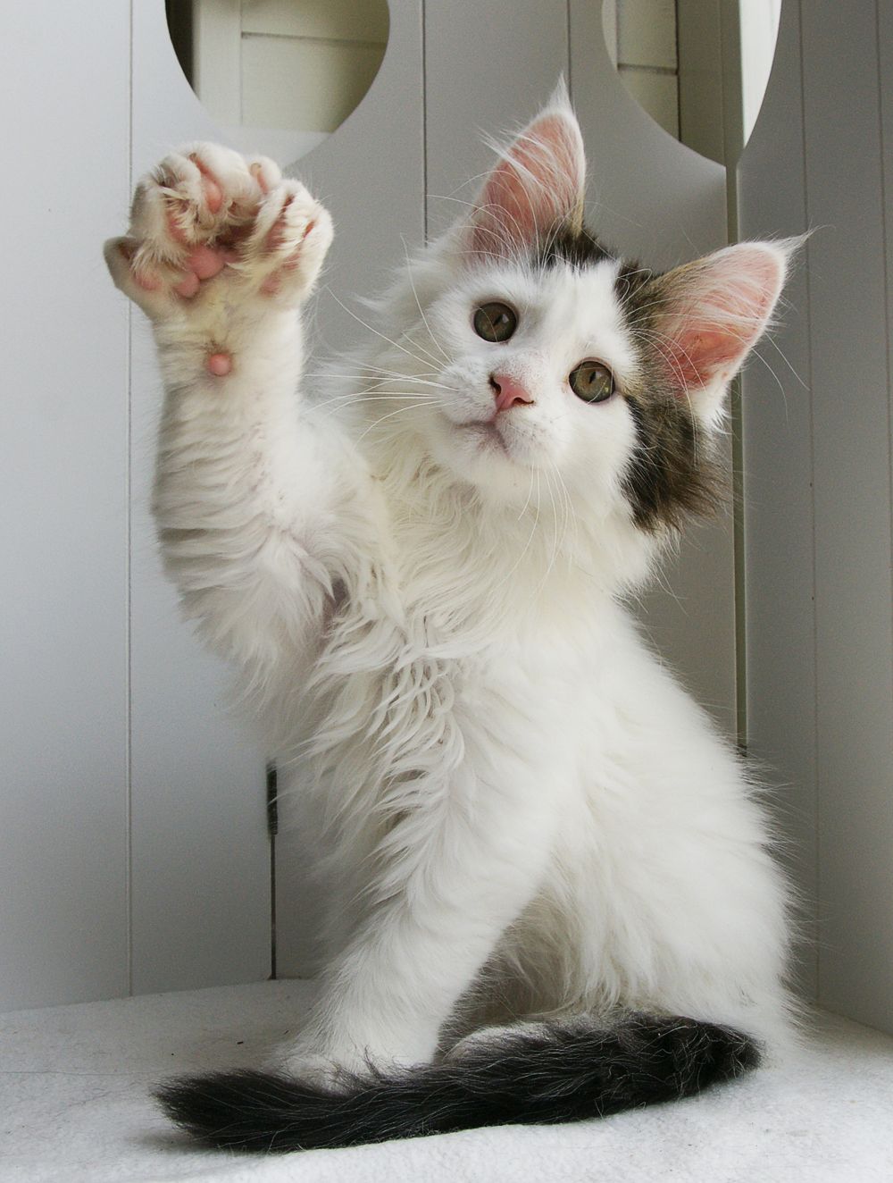Polydactyl Maine Coon