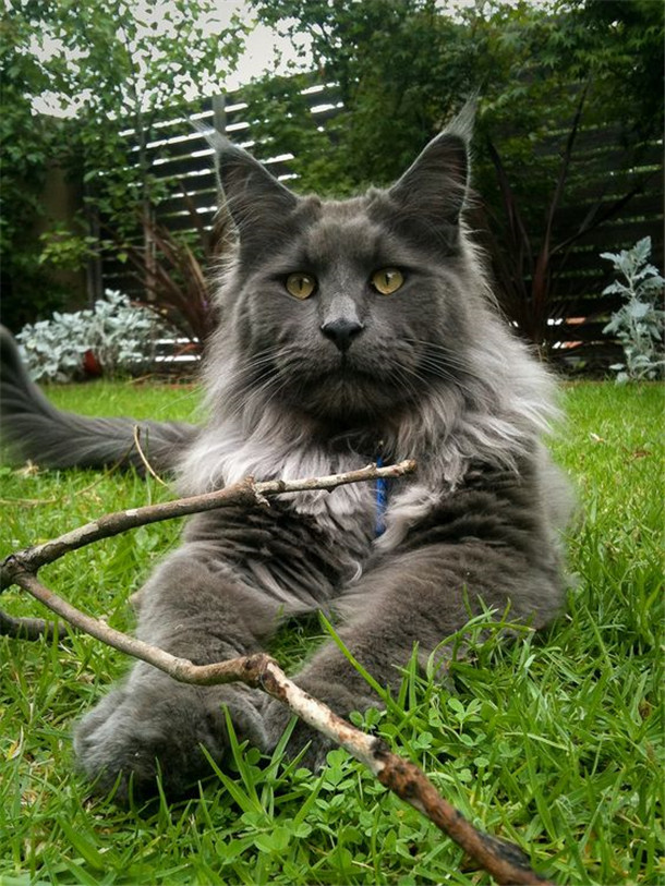 The Color Classes Of Grey Maine Coon