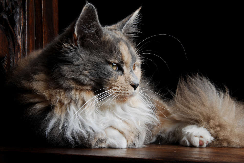 The Personality Of Calico Maine Coons