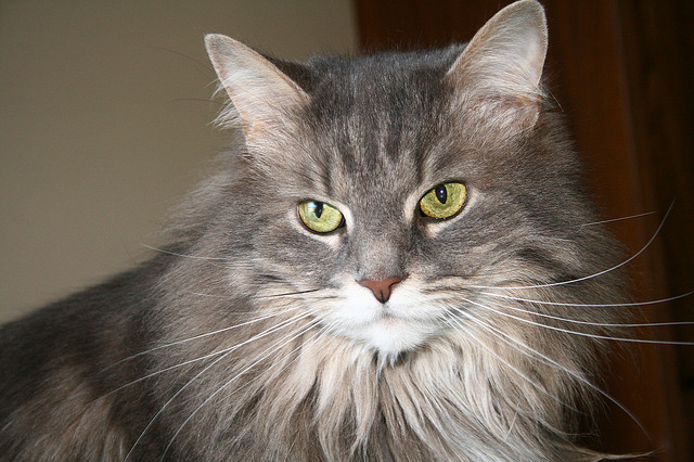 Where Do You Buy A Purebred Maine Coon?
