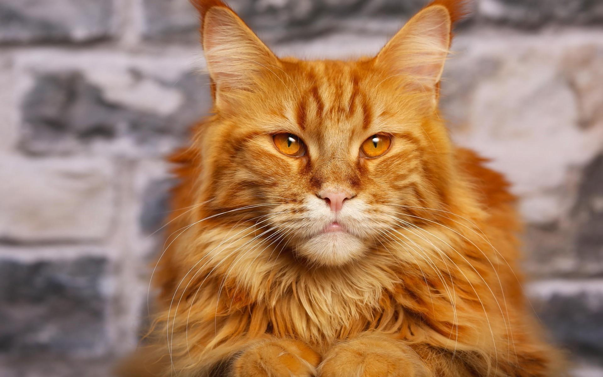 Where Do You Find Orange Maine Coon Kittens For Sale?